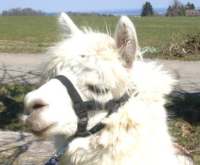 Lama & Alpaka Halfter Größe 60 - Verstellbar & Schonend In Blau