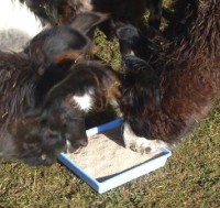 Mineralfutter 1 Mineralfutter 1