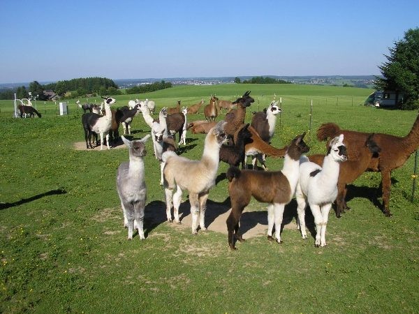 Spezialkurs Zucht von Lamas und Alpakas