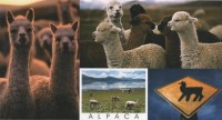 Postkarte Alpaka Postkarte Alpaka